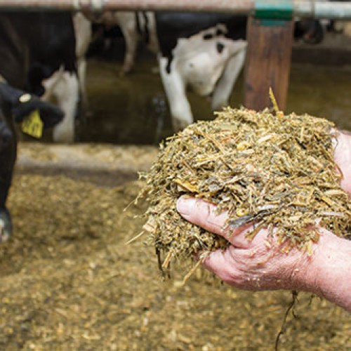 Những điều chú ý khi dùng men ủ.