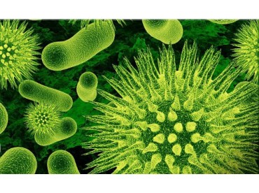 Dùng chế phẩm sinh học phòng và trị bệnh ở vật nuôi.