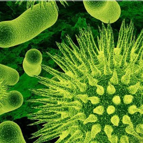 Dùng chế phẩm sinh học phòng và trị bệnh ở vật nuôi.