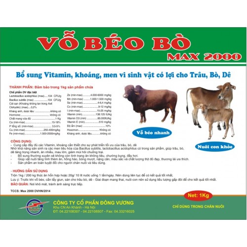 Vỗ béo trâu,bò