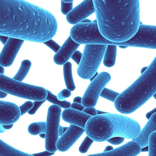 Dinh dưỡng của vi sinh vật